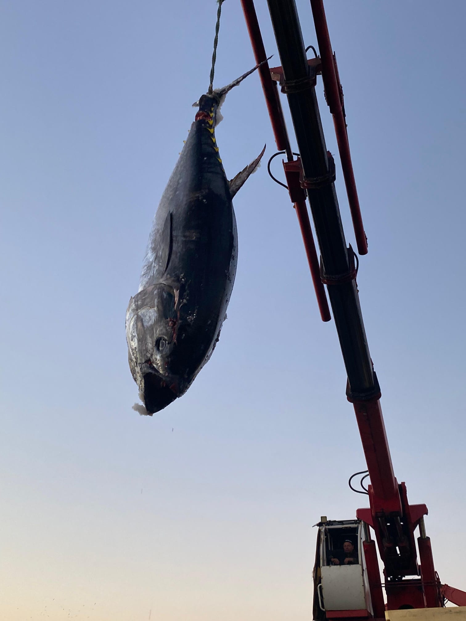 Okyanus Balıkçılık 